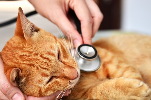 Wellness Exams Reseda, CA
