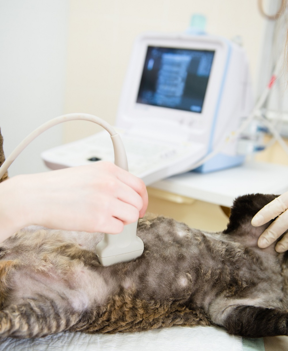 Ultrasound Reseda, CA